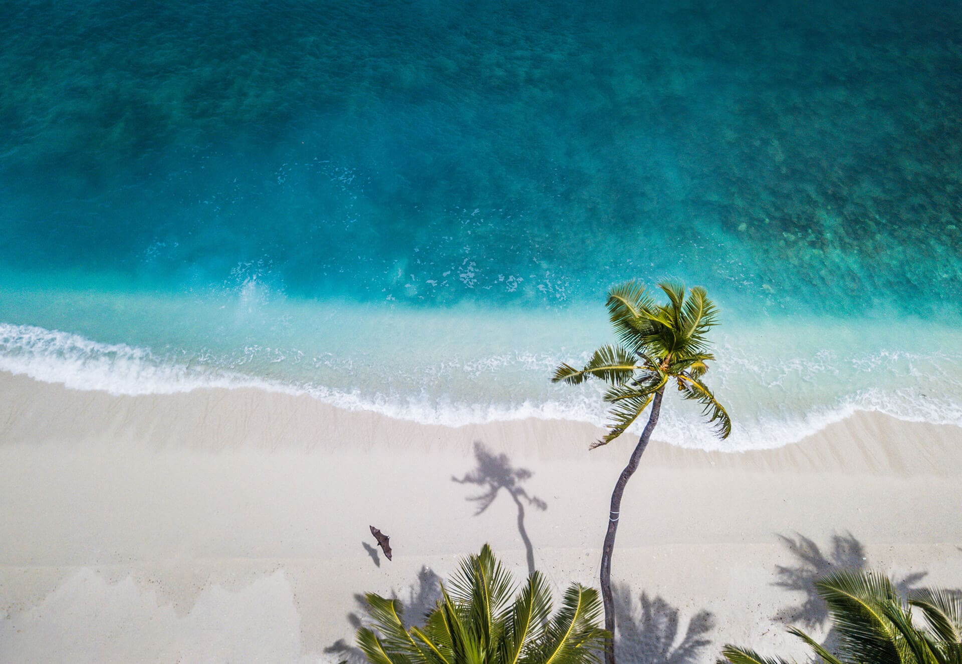 nattu-adnan-atSUvc1hMwk-unsplash (1)
